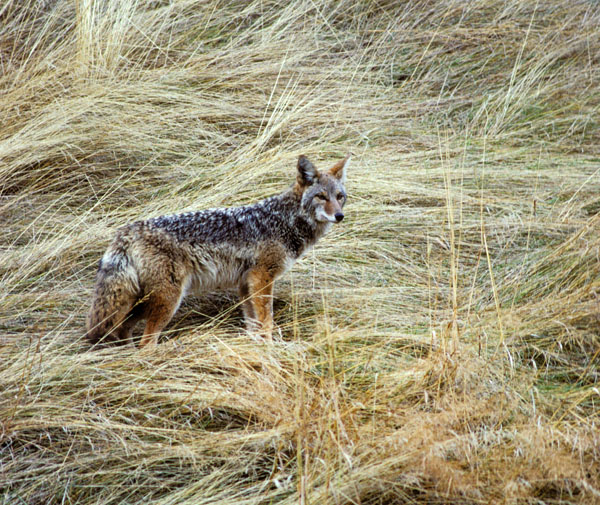 Photo of Canis latrans by David Shackleton